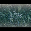 petaltothepedal avatar