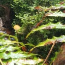 petrichorfarm avatar