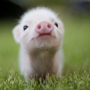 peuimportecequilsdisent avatar