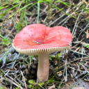 phaeolepiotaaurea avatar