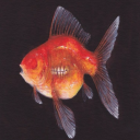 phantamic-moriori avatar