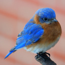 phaphame-reference-images avatar