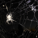 phasingthroughlife avatar