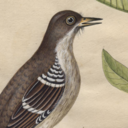 philly-osopher avatar