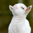 phlanks-skank avatar