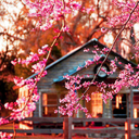 phoenixpearls avatar