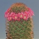 photoofacactus avatar