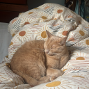 physicalraspberry avatar