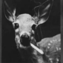 pictures-of-deer avatar