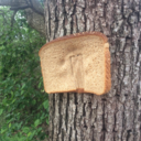 picturesofbreadstapledtotrees avatar