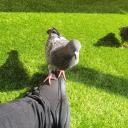 pidgepodge7777 avatar