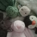 pidoveandfriends avatar