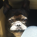 pierrethefrenchbulldog avatar