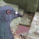 pigeon-diagnosis avatar