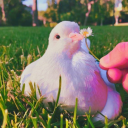 pigeon-of-fanderp avatar