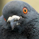 pigeonaday avatar