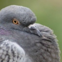 pigeonbites avatar