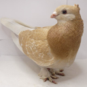 pigeoncrumbsz avatar