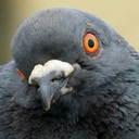 pigeonexe avatar