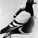 pigeonpress-blog-blog avatar