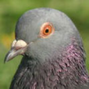 pigeons avatar
