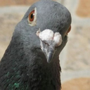 pigeonsofboston-blog avatar