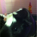 piggiepies-dotrosiekiki avatar