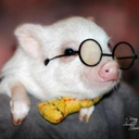 pigletdiary avatar