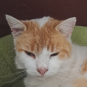 pillowenthusiast avatar