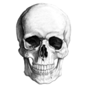 pillowofyourbones avatar