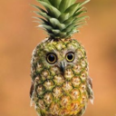 pineowlple avatar