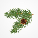 pinestudies avatar