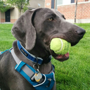 pinewoodweim avatar