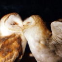 pinkangelhoney avatar