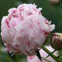 pinkestpeony avatar