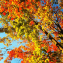 pinkfracturedskies avatar