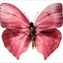 pinkspottedpapillon avatar