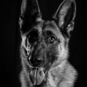 piperthegermanshepherd avatar