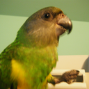 pipertheparrot avatar