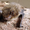 pipistrelluspipistrellus avatar