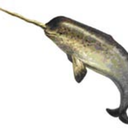 piratenarwhal avatar