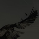 pitch-black-angel-of-death avatar