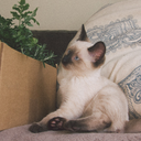 pixelandpetunia avatar