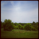 pixelated-nature avatar