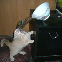 pizza-crumbs-blog avatar