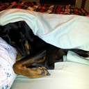 placesmydogsleeps avatar