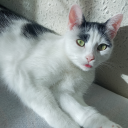 plantsbutterfly avatar