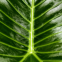 plantsindoor-blog avatar