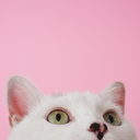 plasmapeaches avatar