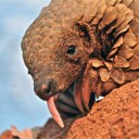 plate-armoredpangolin avatar